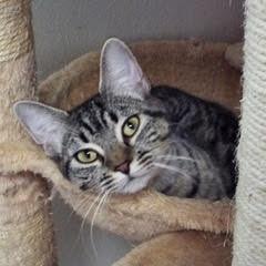 Enlarge Leia, an adopted Tabby in Green Valley, AZ image 1/2