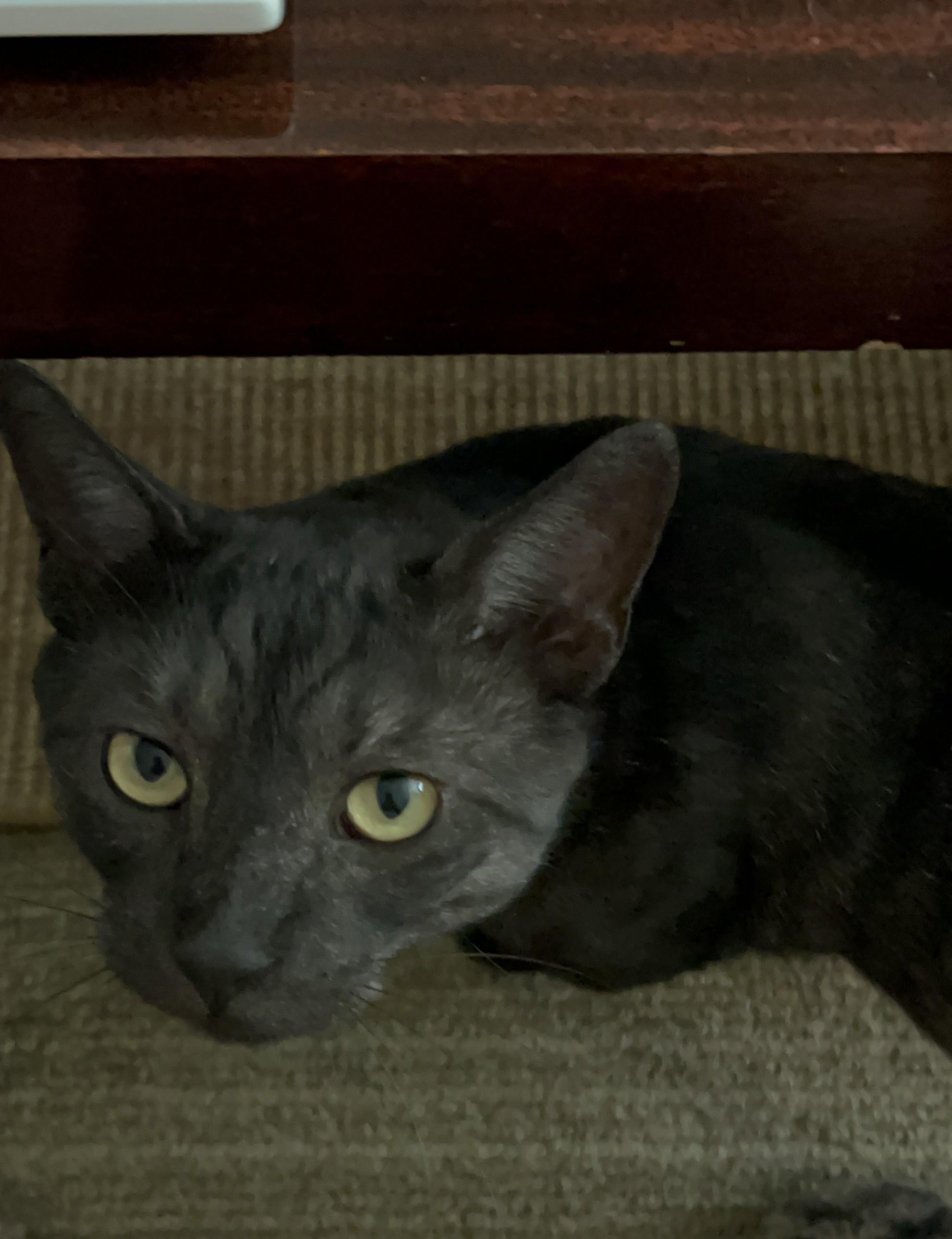 Petey
