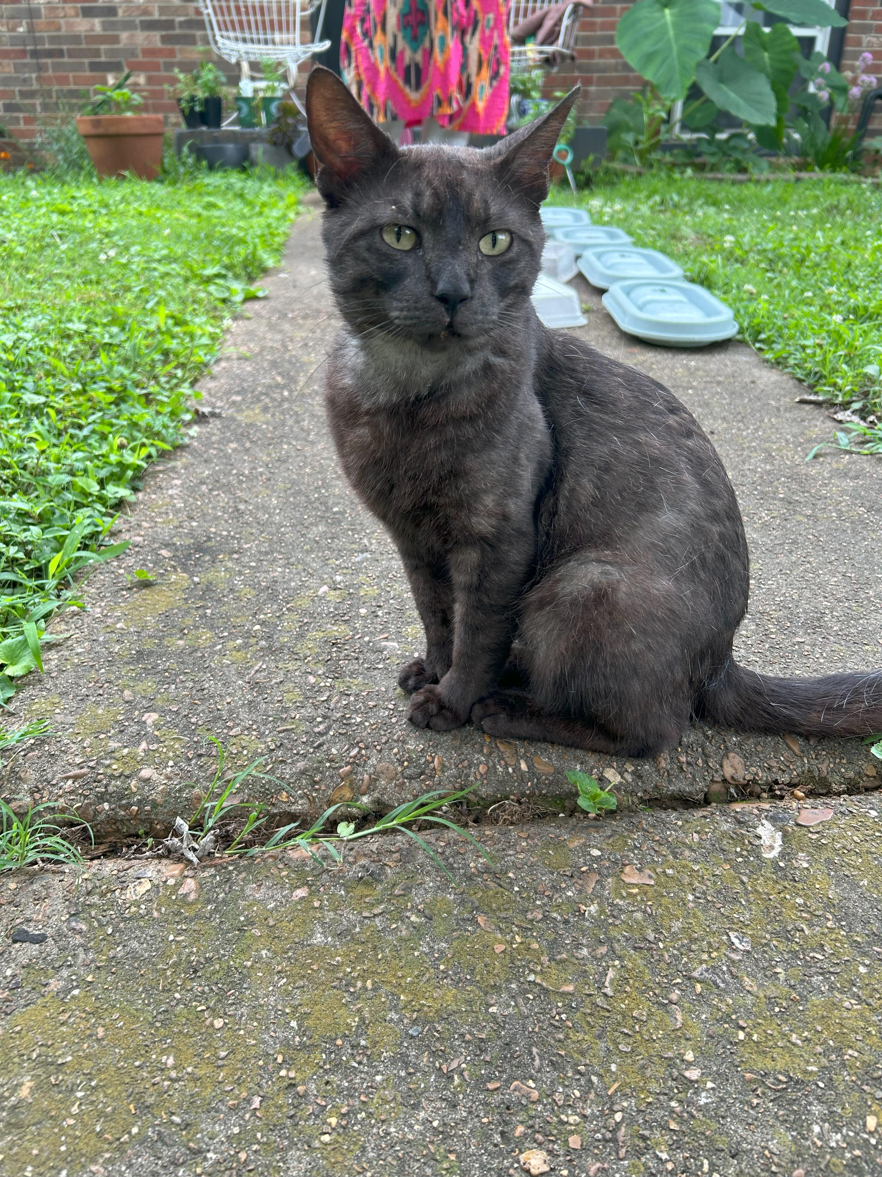 Petey, Adoptable, Adult Male Domestic Short Hair.