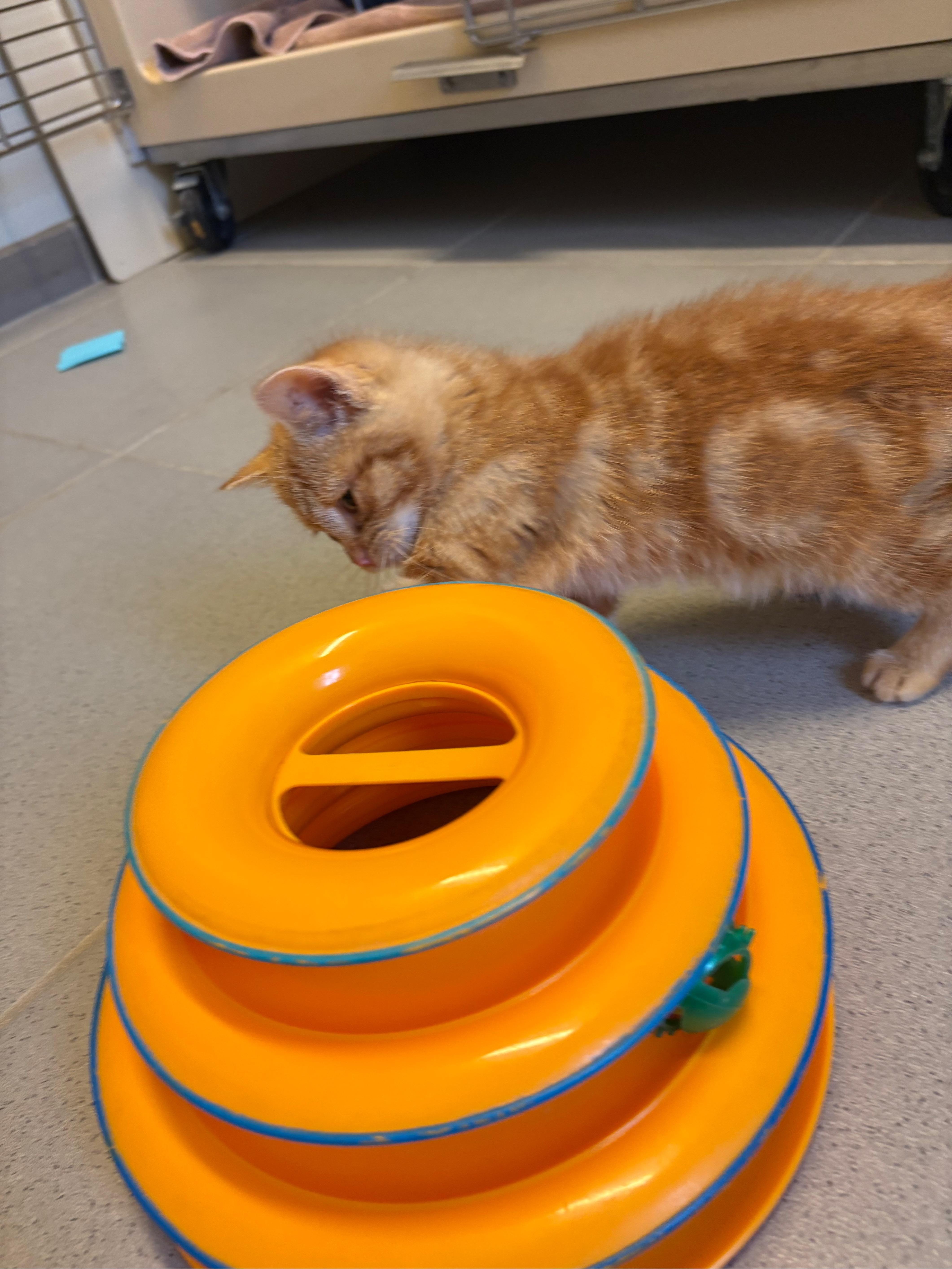 Enlarge Mr. Snugglespurr - Medical Hold, a ADOPTABLE Domestic Short Hair in Hays, KS image 1/6