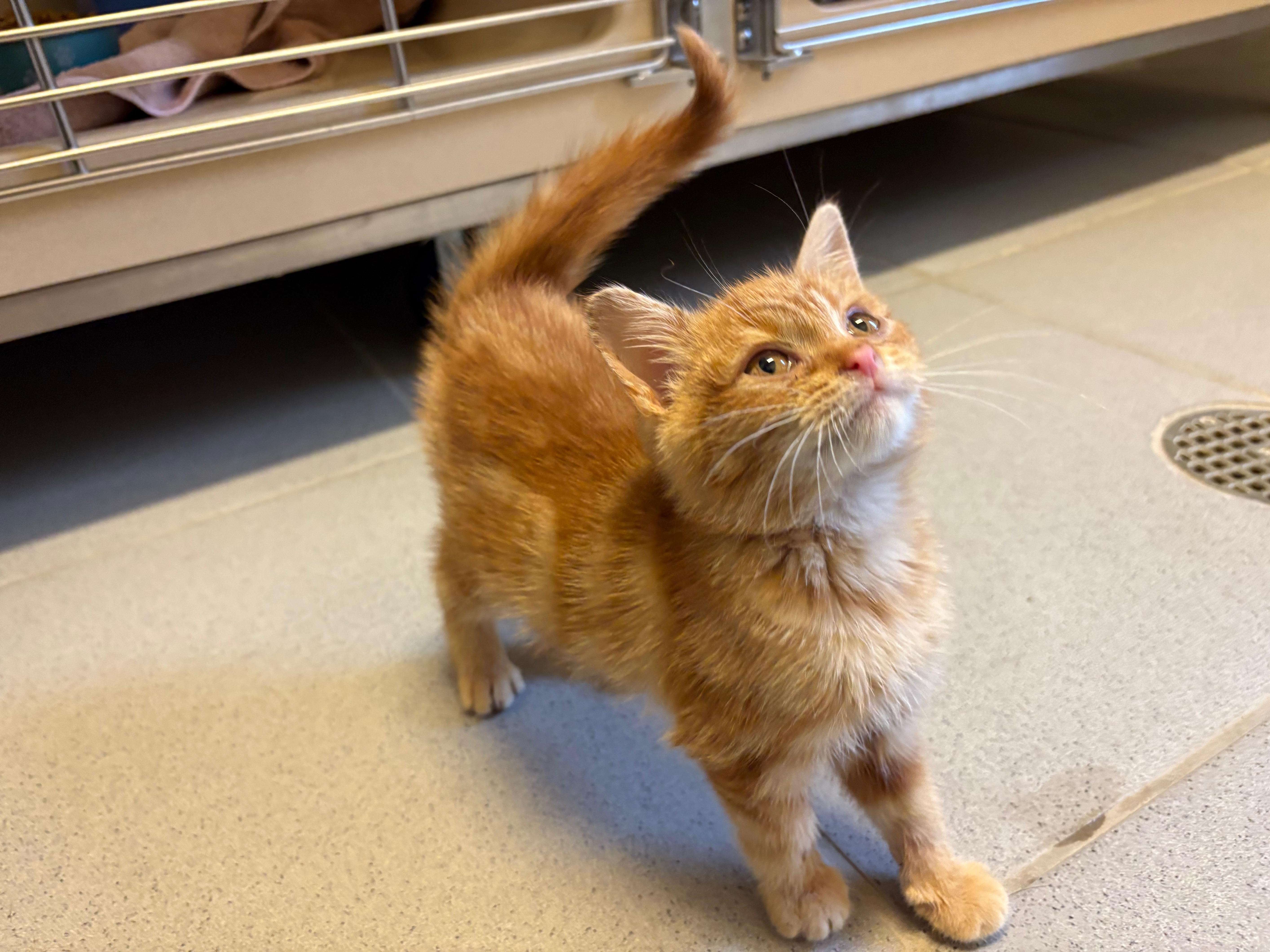 Enlarge Mr. Snugglespurr - Medical Hold, a ADOPTABLE Domestic Short Hair in Hays, KS image 2/6