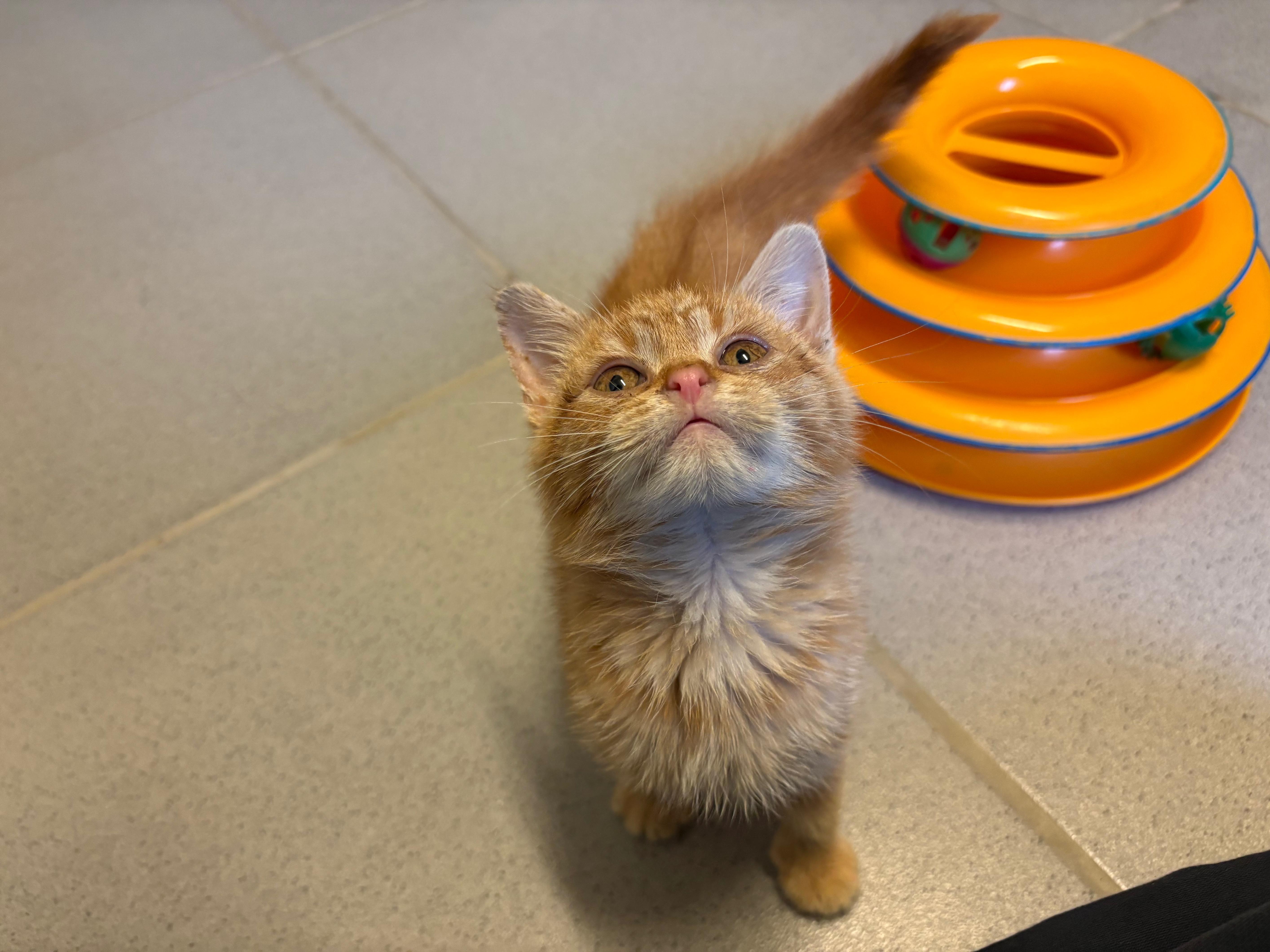 Enlarge Mr. Snugglespurr - Medical Hold, a ADOPTABLE Domestic Short Hair in Hays, KS image 3/6