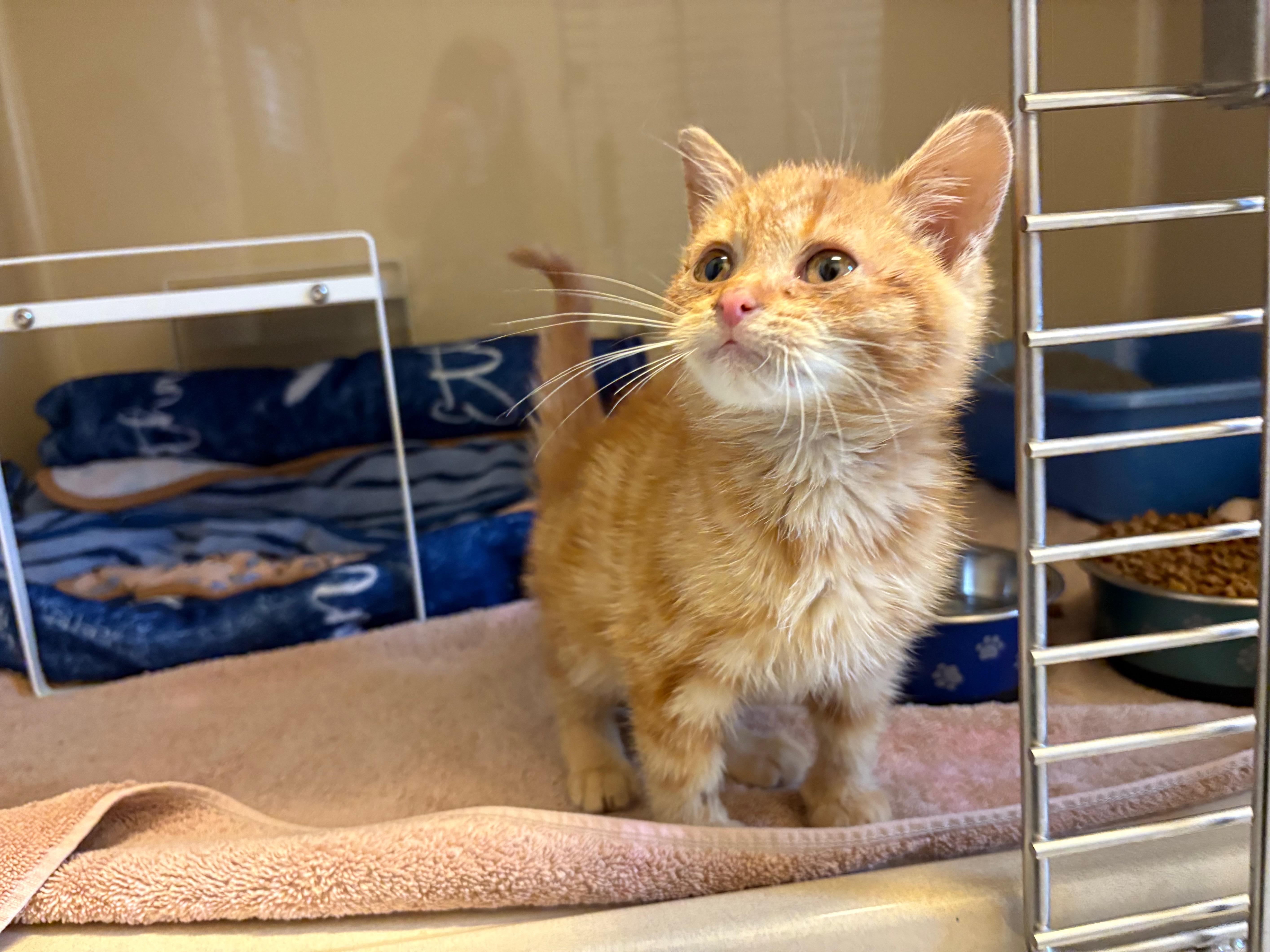 Enlarge Mr. Snugglespurr - Medical Hold, a ADOPTABLE Domestic Short Hair in Hays, KS image 4/6