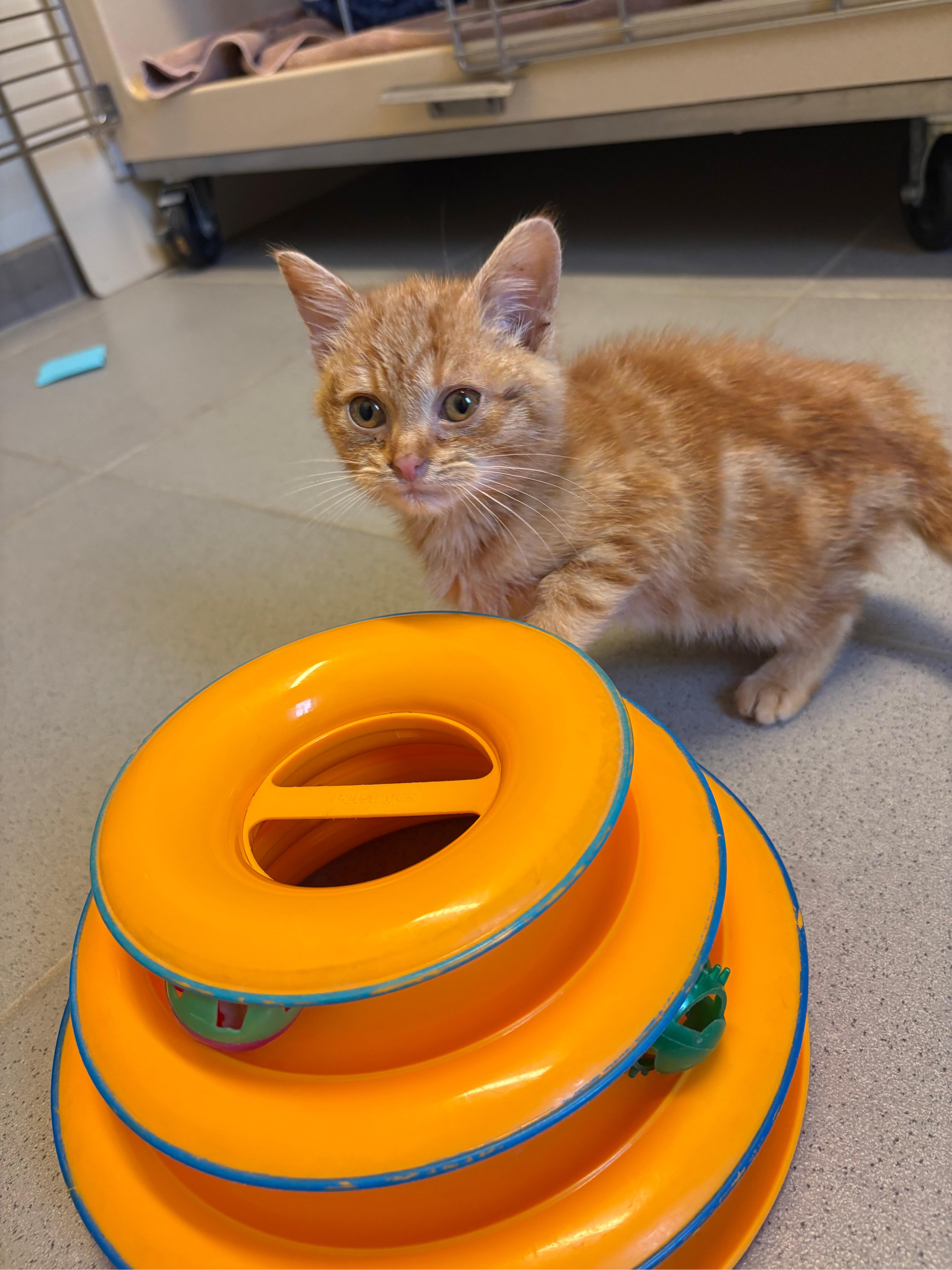 Enlarge Mr. Snugglespurr - Medical Hold, a ADOPTABLE Domestic Short Hair in Hays, KS image 5/6
