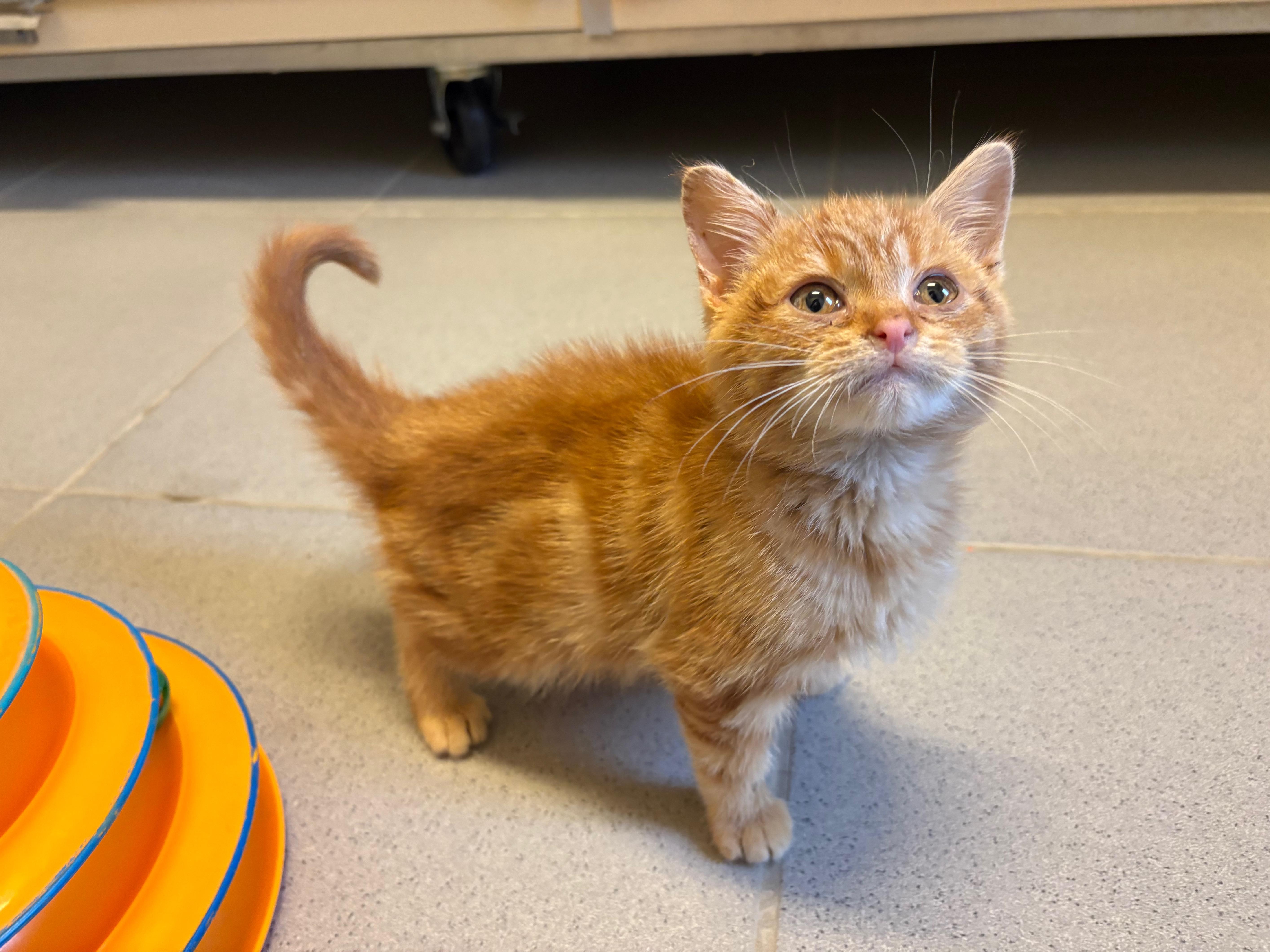 Enlarge Mr. Snugglespurr - Medical Hold, a ADOPTABLE Domestic Short Hair in Hays, KS image 6/6