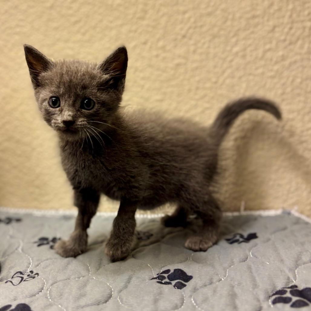 Millie, Adoptable, Kitten Female Domestic Short Hair.