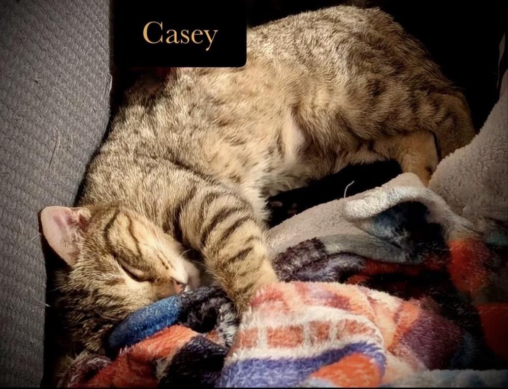 Enlarge Casey, a Adoptable Domestic Short Hair in Chalfont, PA image 1/3
