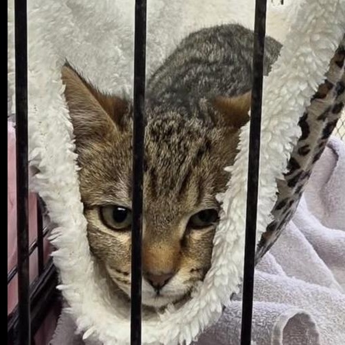 Enlarge Casey, a Adoptable Domestic Short Hair in Chalfont, PA image 2/3