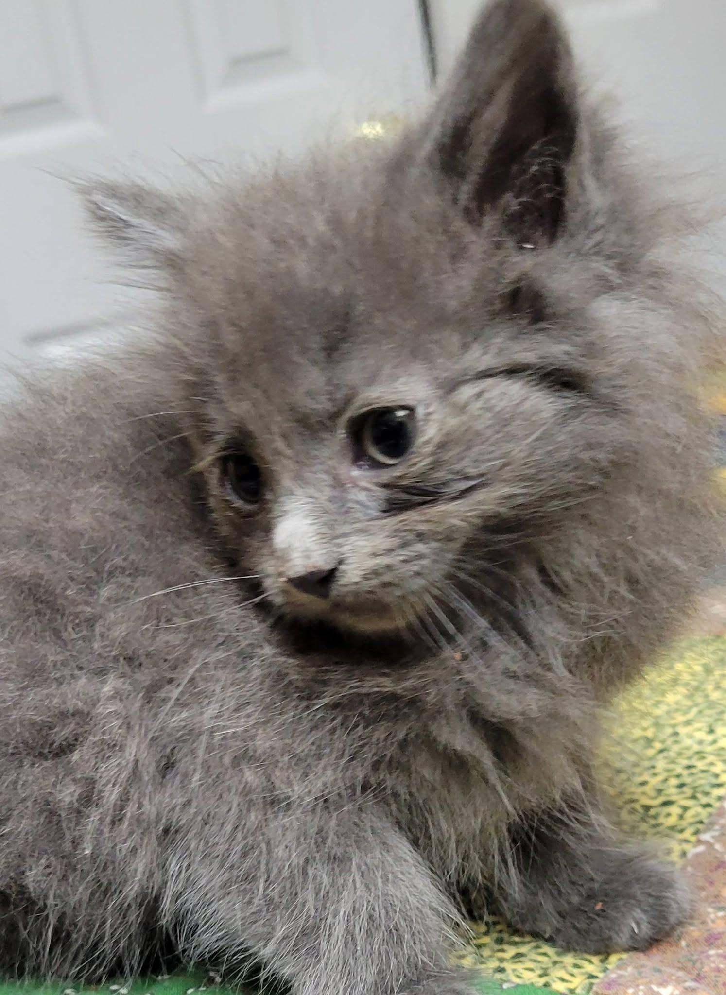 Grayson, a Adoptable Domestic Long Hair in Gerrardstown, WV image 5/6