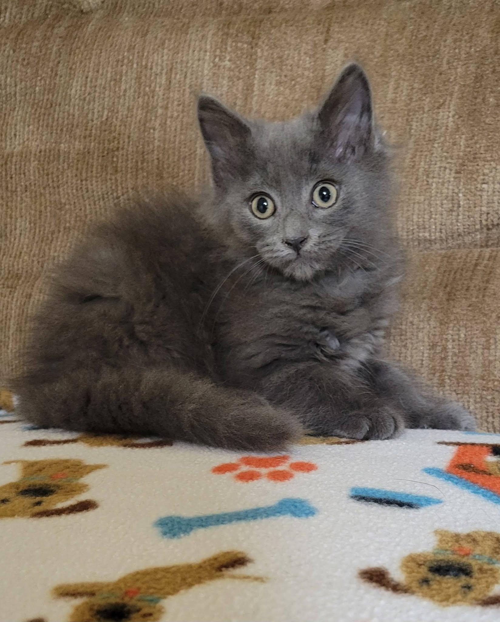 Grayson, a Adoptable Domestic Long Hair in Gerrardstown, WV image 4/6
