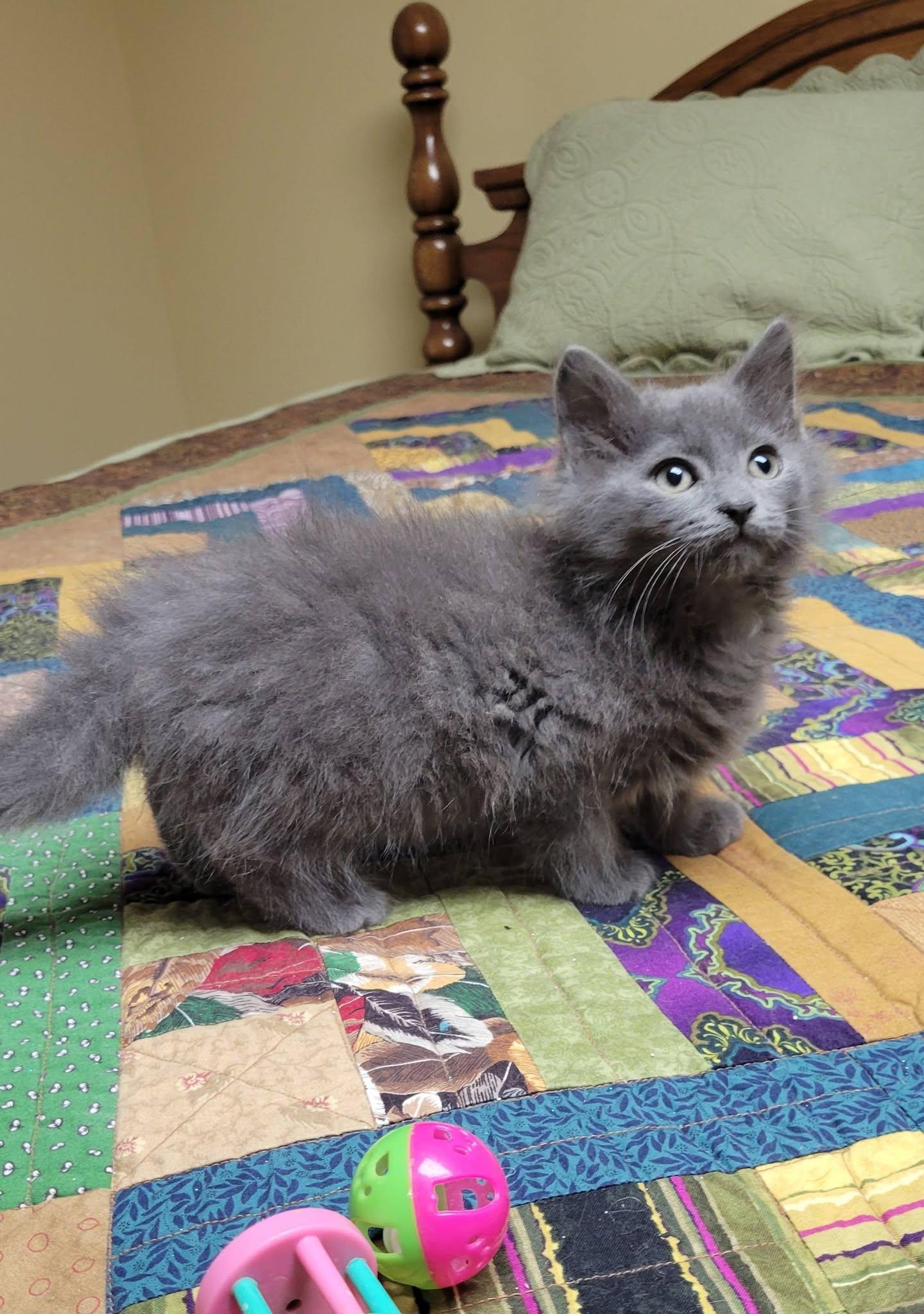 Grayson, a Adoptable Domestic Long Hair in Gerrardstown, WV image 2/6