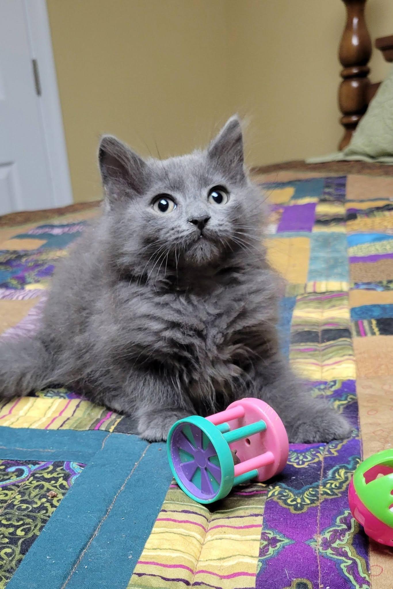 Grayson, a Adoptable Domestic Long Hair in Gerrardstown, WV image 1/6