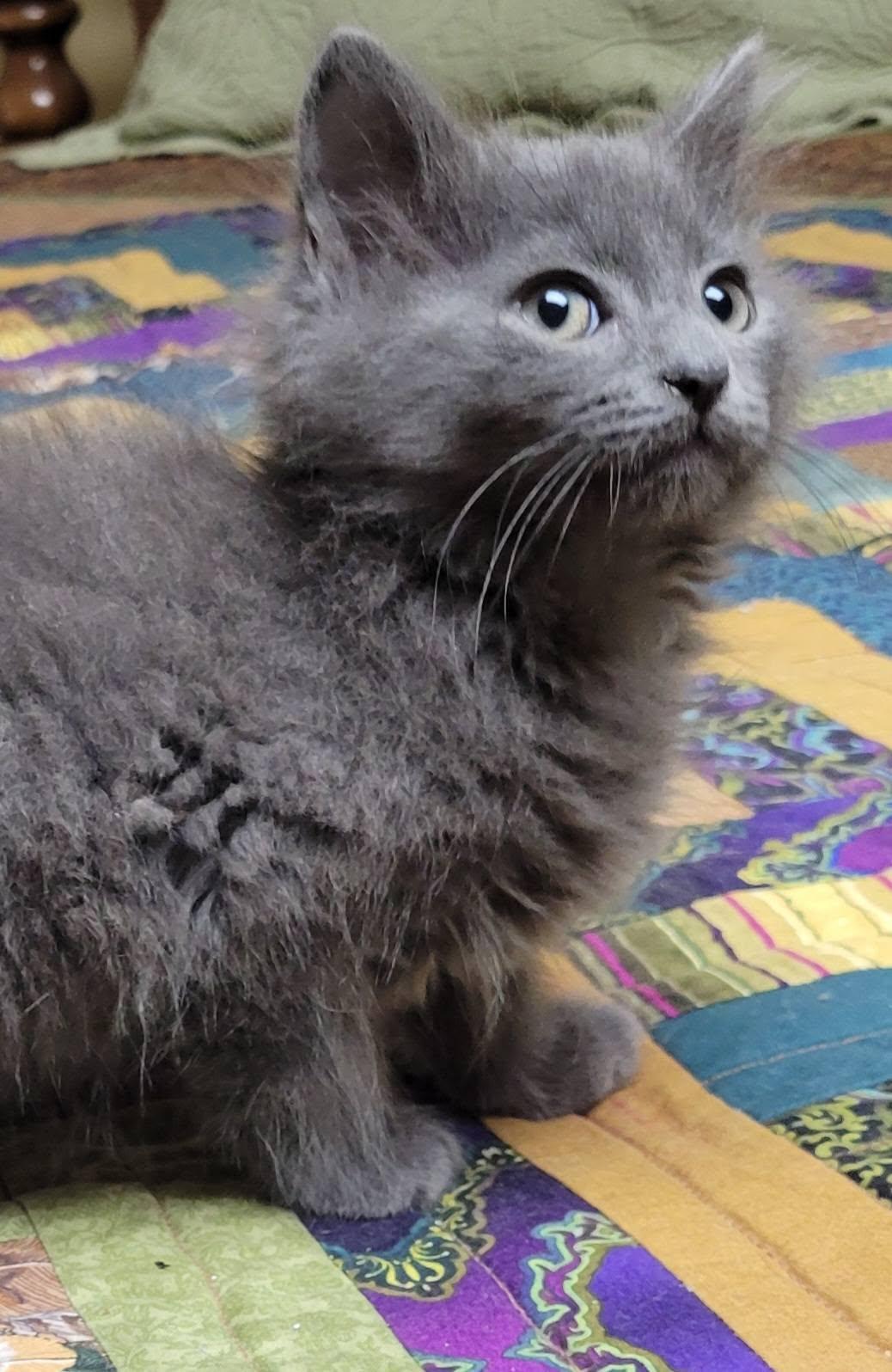 Grayson, a Adoptable Domestic Long Hair in Gerrardstown, WV image 6/6
