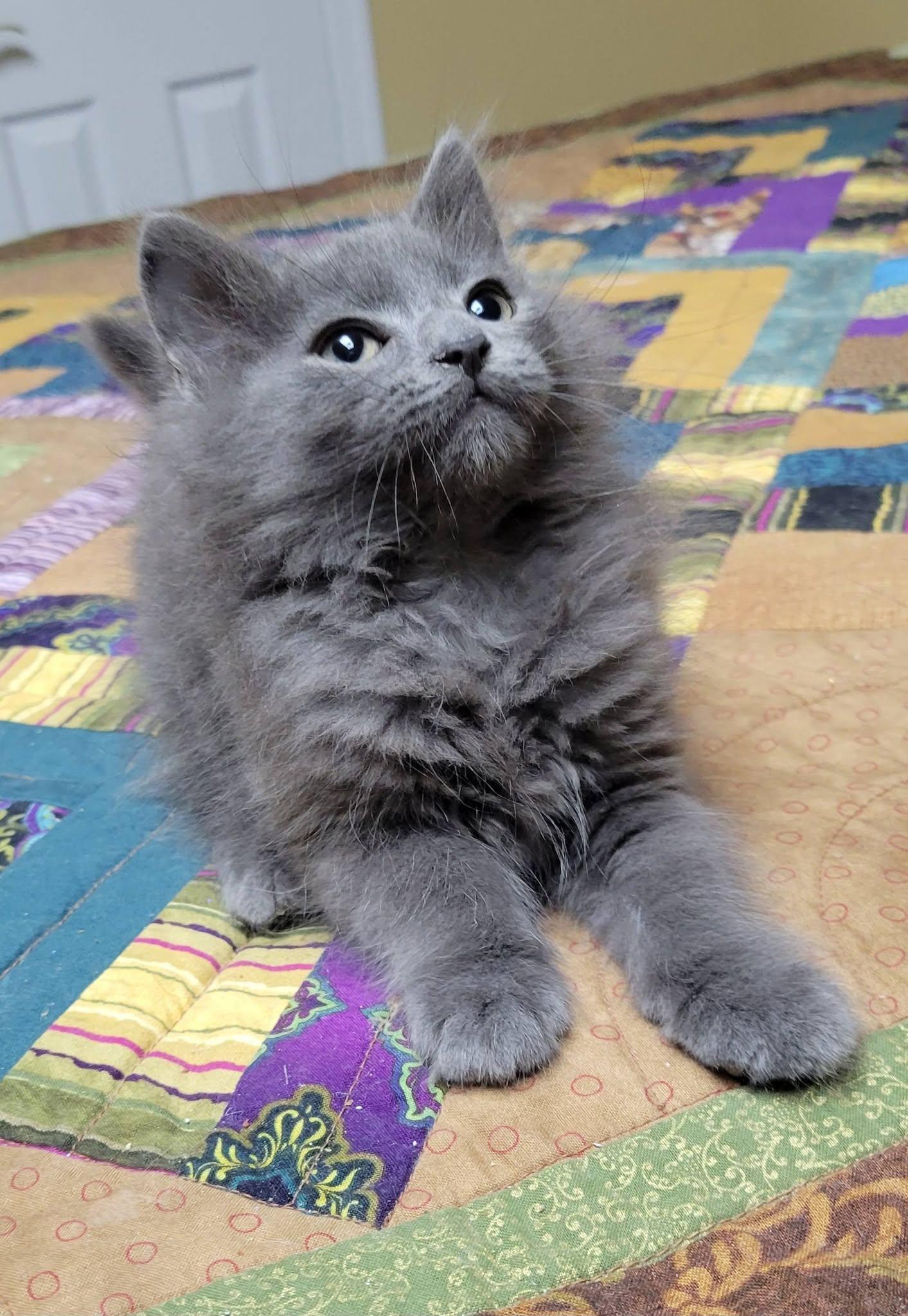 Grayson, a Adoptable Domestic Long Hair in Gerrardstown, WV image 3/6