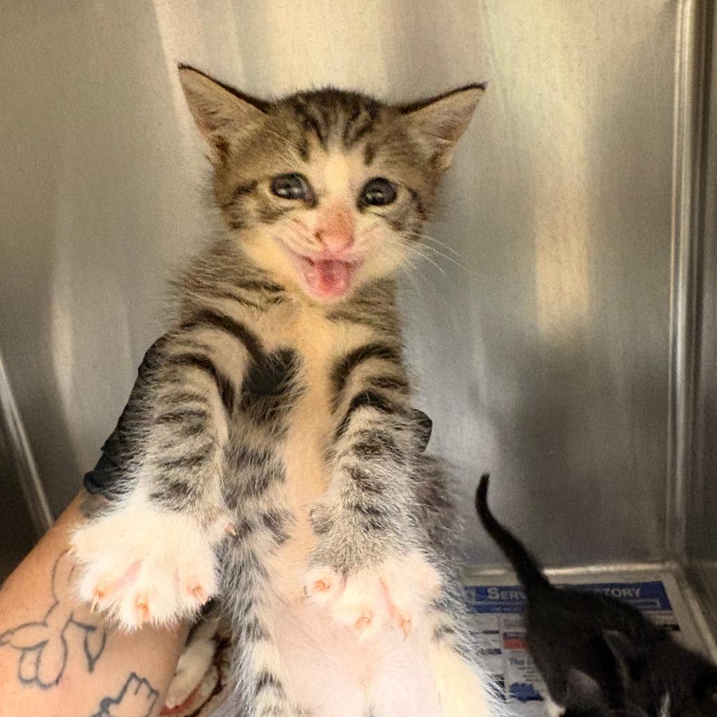 Enlarge Sparkle, a Adoptable Domestic Short Hair in Mocksville, NC image 2/4