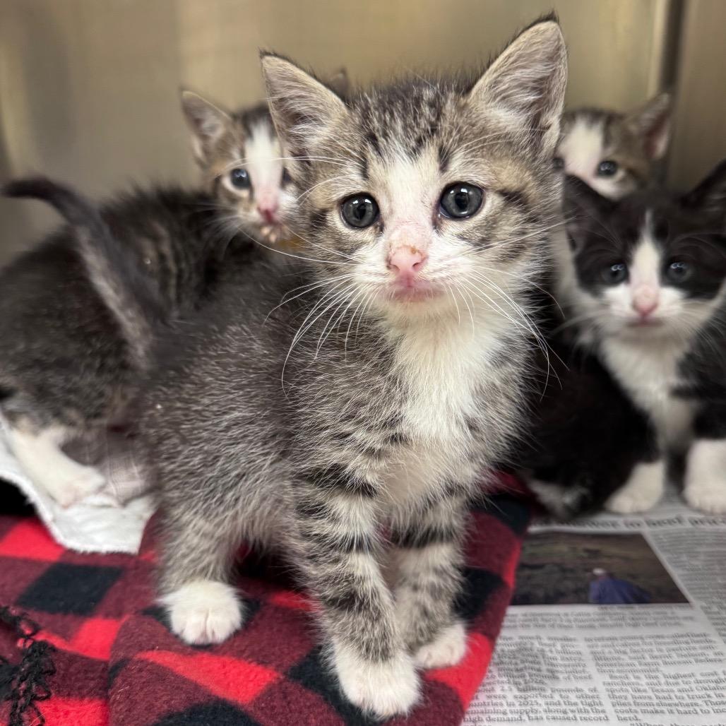 Enlarge Sparkle, a Adoptable Domestic Short Hair in Mocksville, NC image 3/4