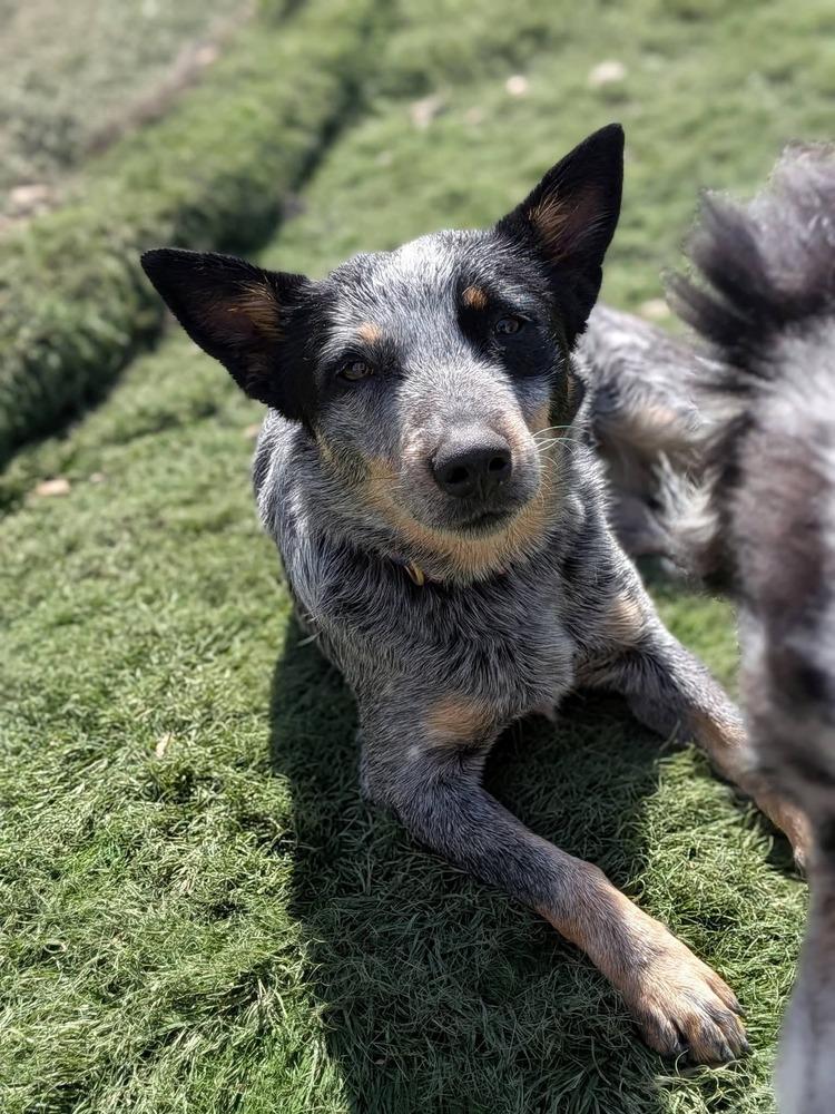 Teeny, Adopted, Young Female Australian Cattle Dog / Blue Heeler.