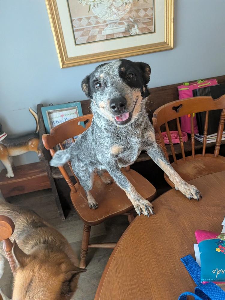 Teeny, Adoptable, Young Female Australian Cattle Dog / Blue Heeler.