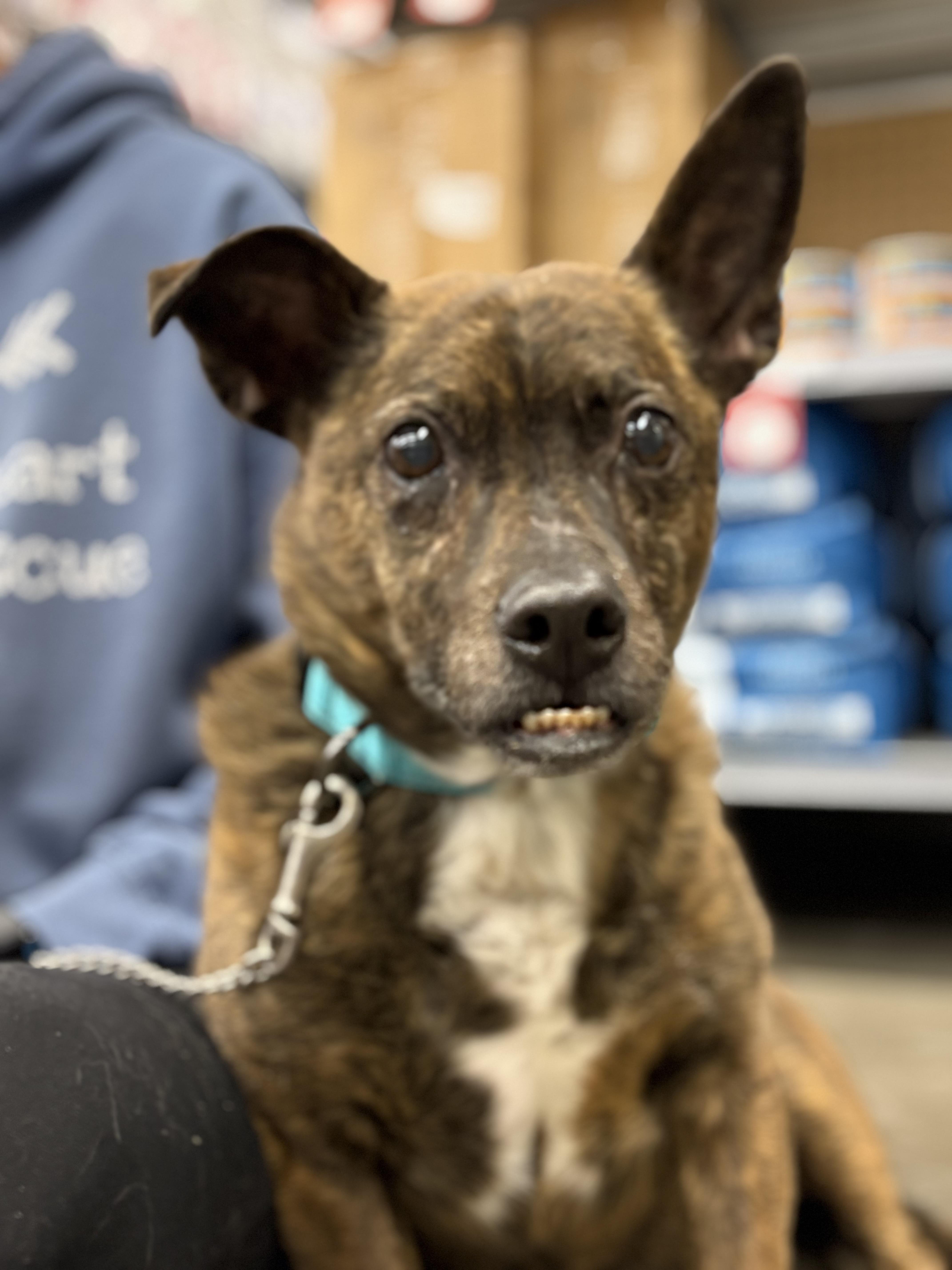 Enlarge Hank, a ADOPTABLE mixed breed in Zimmerman, MN image 4/4