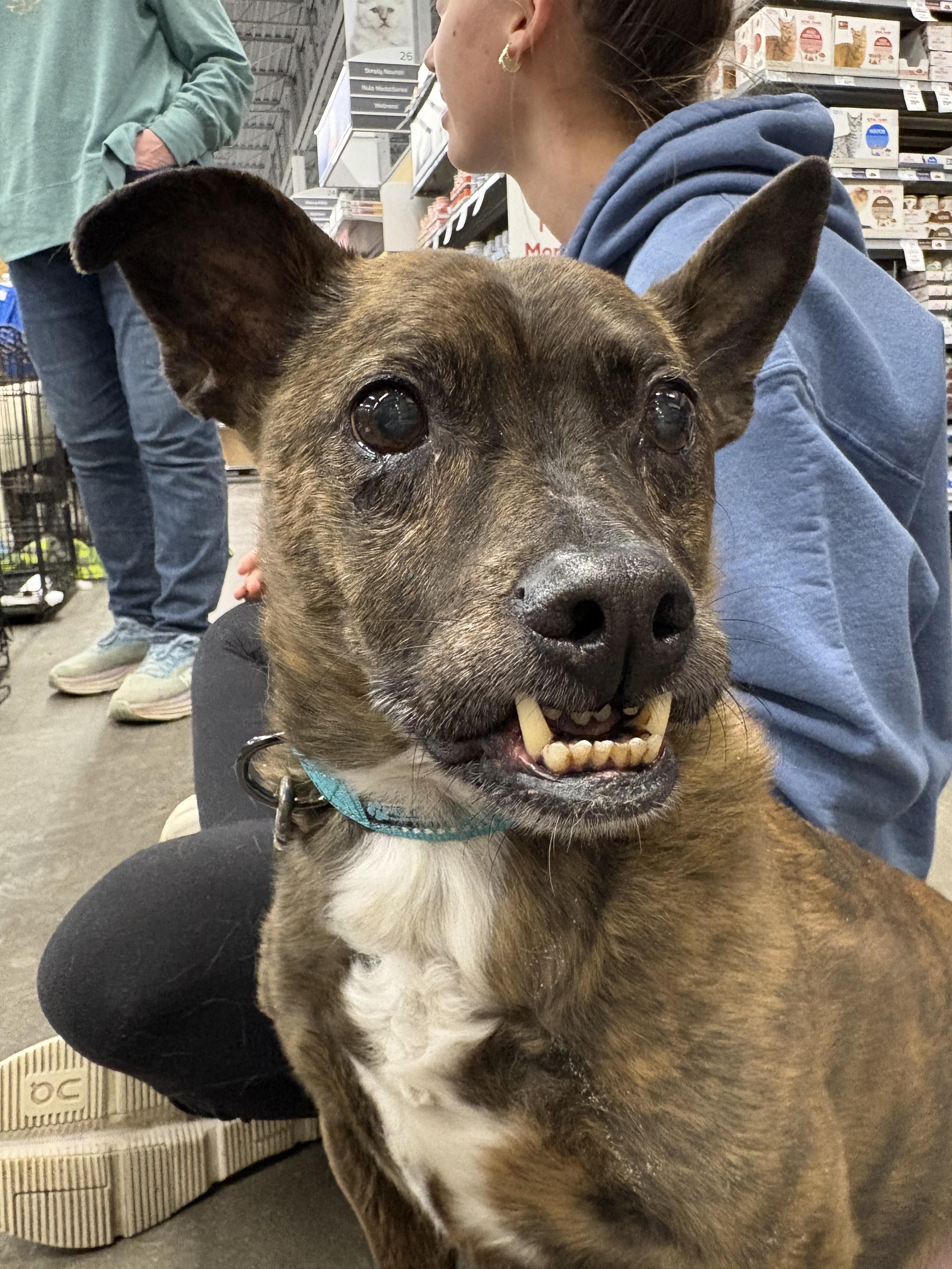 Enlarge Hank, a ADOPTABLE mixed breed in Zimmerman, MN image 2/4