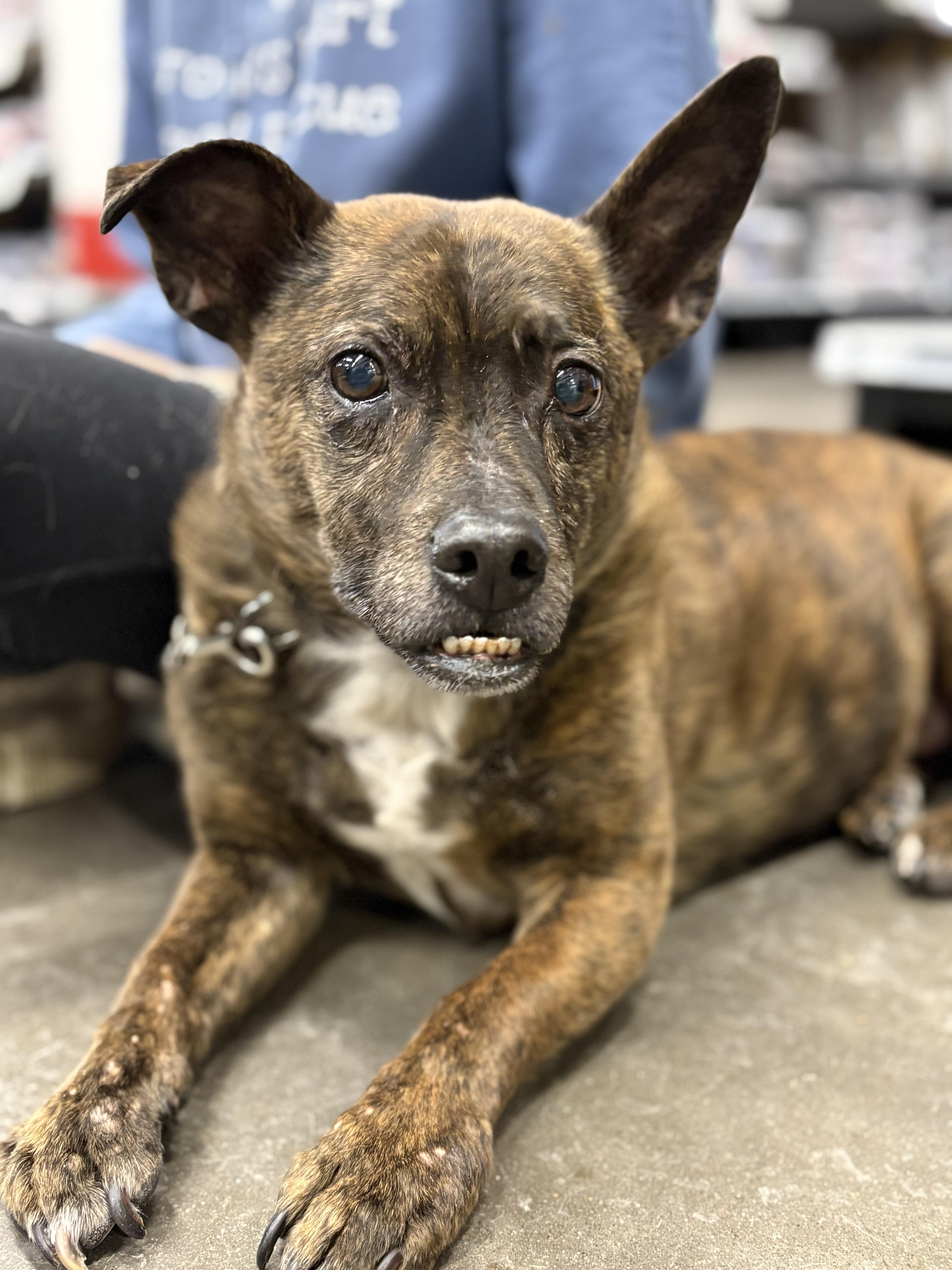 Enlarge Hank, a ADOPTABLE mixed breed in Zimmerman, MN image 1/4