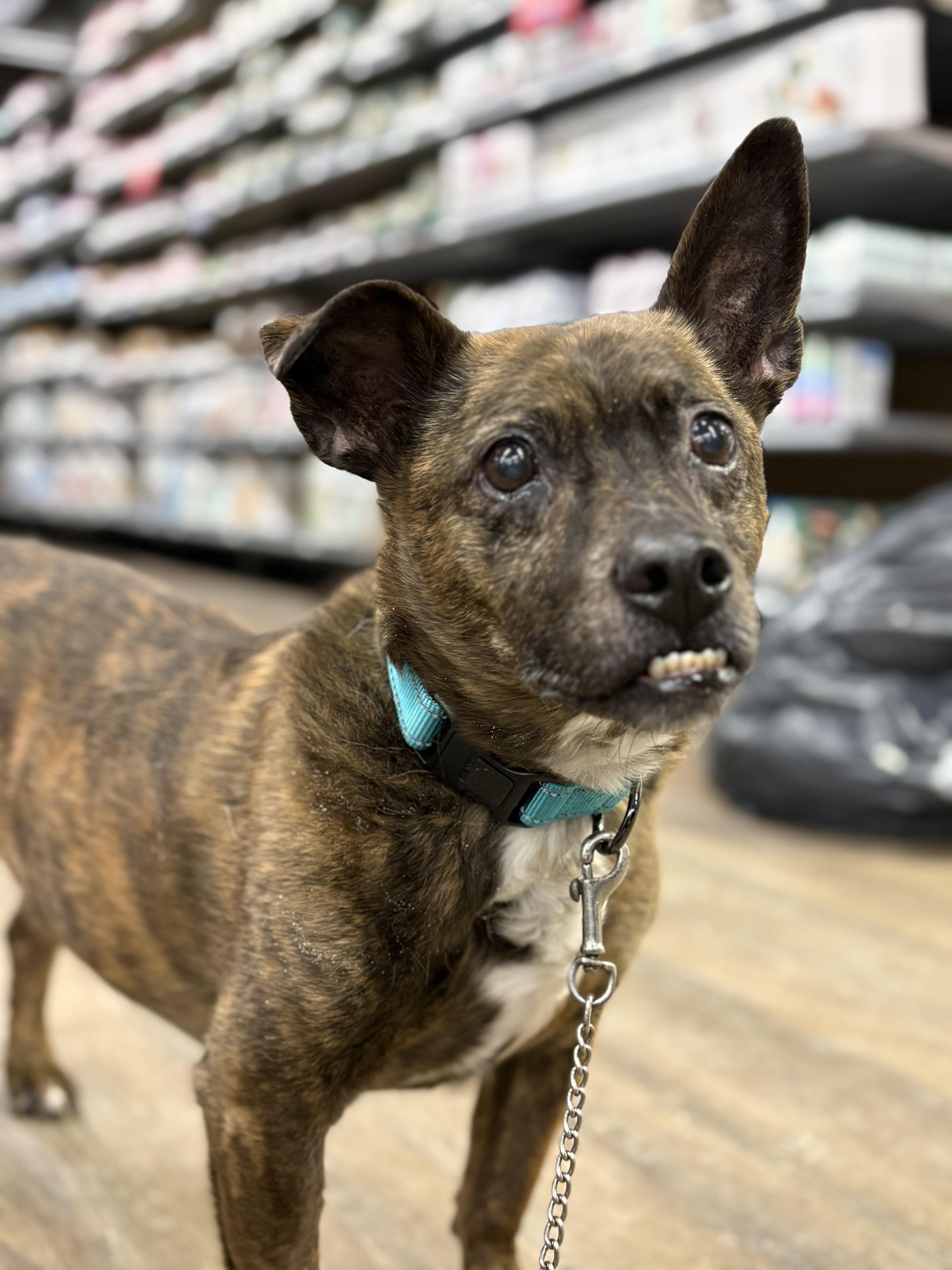 Enlarge Hank, a ADOPTABLE mixed breed in Zimmerman, MN image 3/4