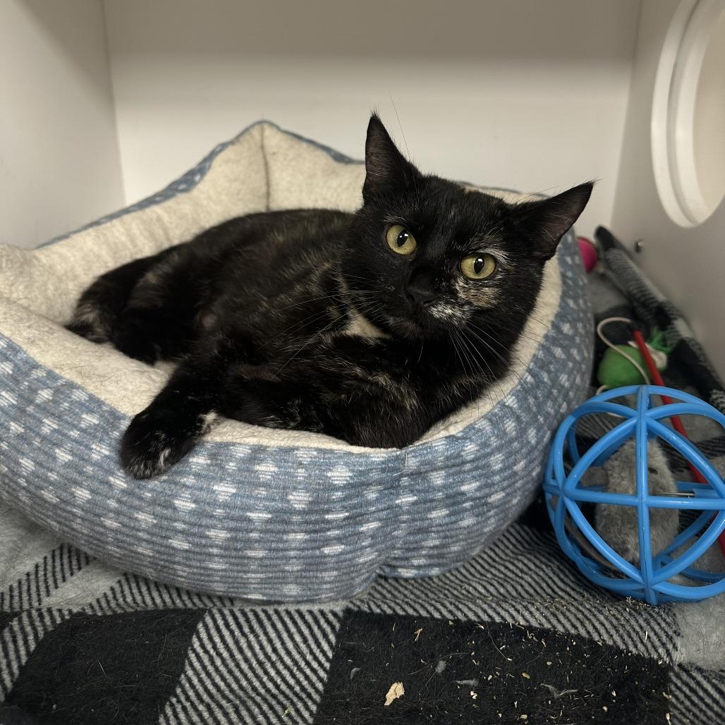 Stella, Adoptable, Young Female Domestic Short Hair.