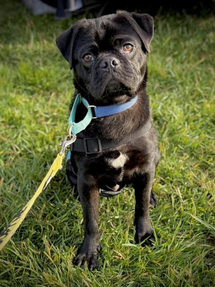 Lovepug, Adoptable, Young Male Mixed Breed & Mixed Breed.