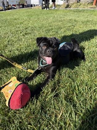 Enlarge Lovepug, a Adoptable mixed breed in Pleasanton, CA image 2/3