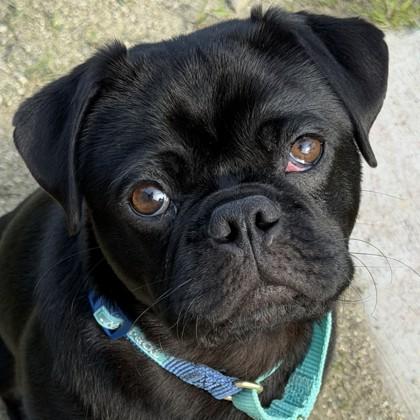 Enlarge Lovepug, a Adoptable mixed breed in Pleasanton, CA image 3/3