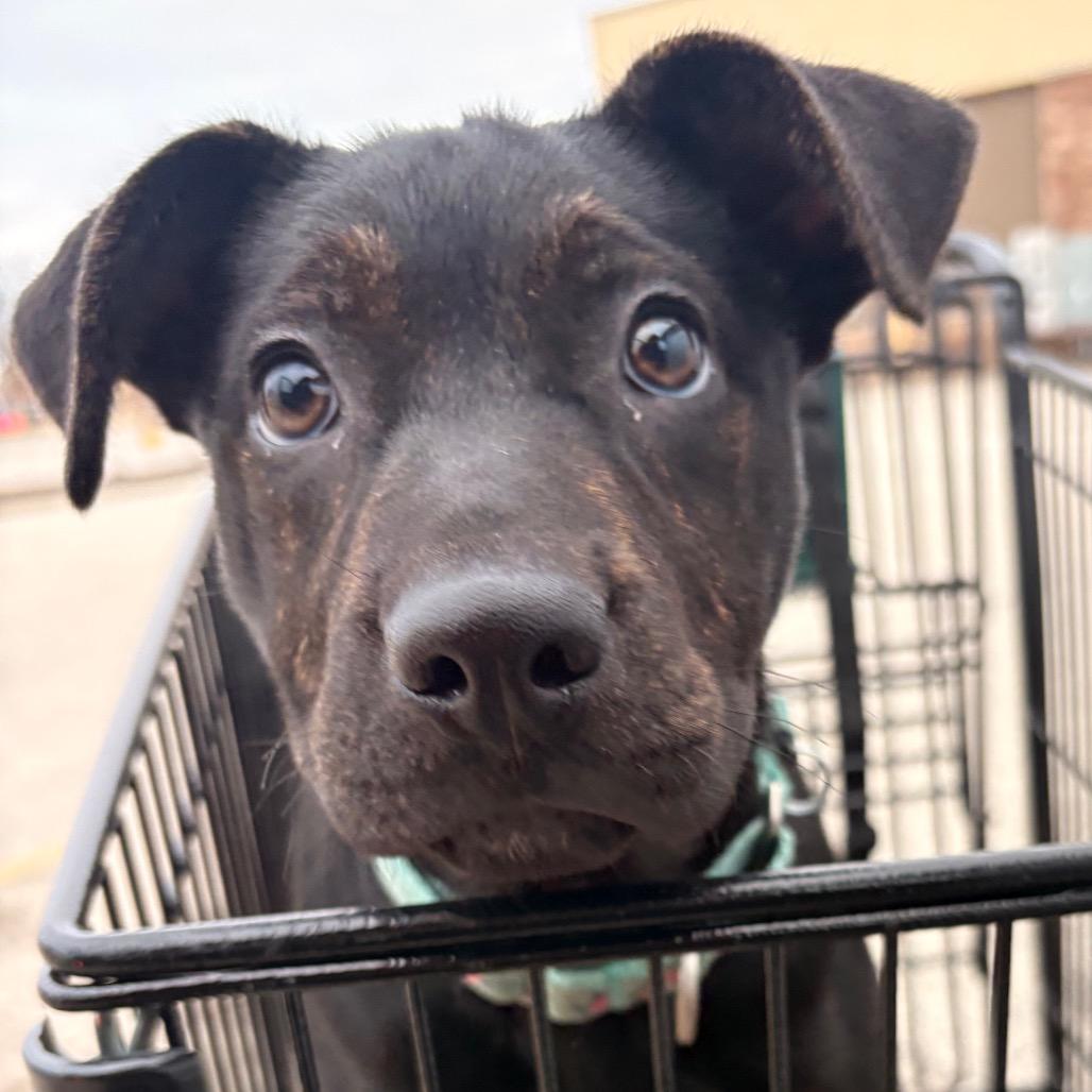 Ophelia — thumbnail 2