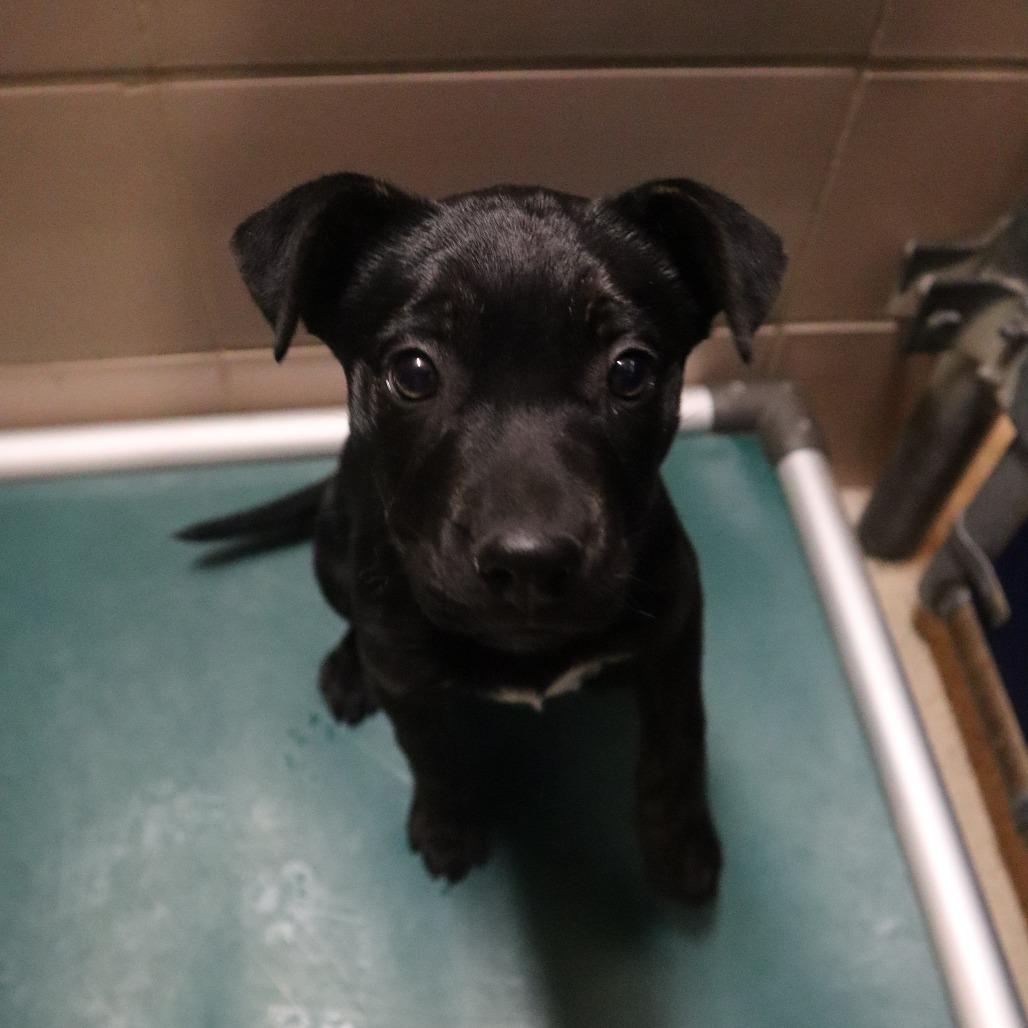 Ophelia — thumbnail 3