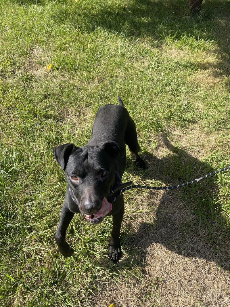 Enlarge Echo, a Adoptable mixed breed in Cortland, NY image 1/6