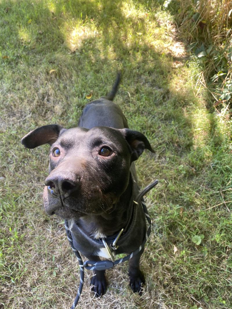 Enlarge Echo, a Adoptable mixed breed in Cortland, NY image 3/6