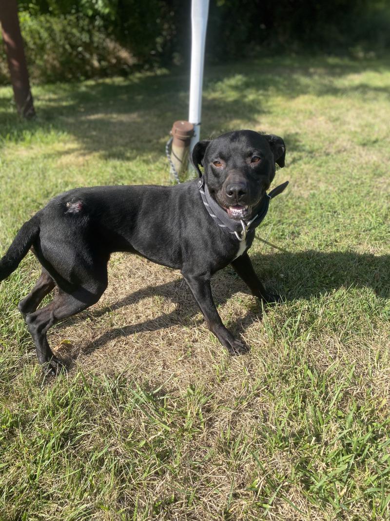 Enlarge Echo, a Adoptable mixed breed in Cortland, NY image 4/6