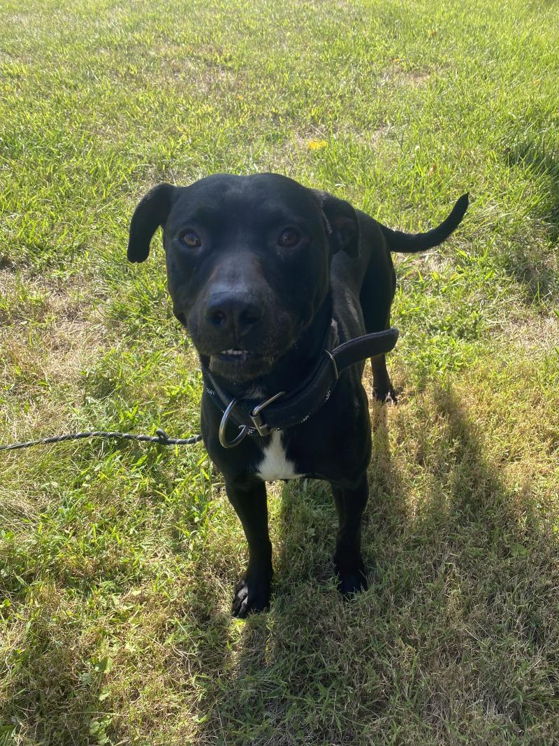 Enlarge Echo, a Adoptable mixed breed in Cortland, NY image 5/6