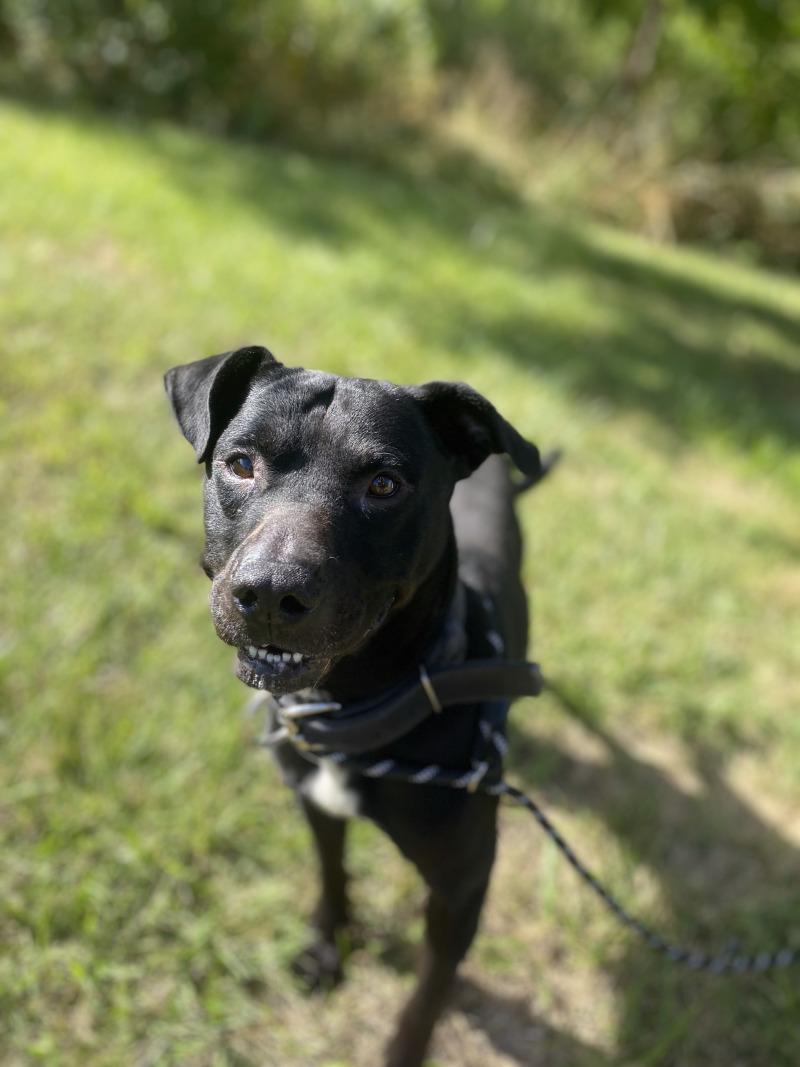 Enlarge Echo, a Adoptable mixed breed in Cortland, NY image 6/6