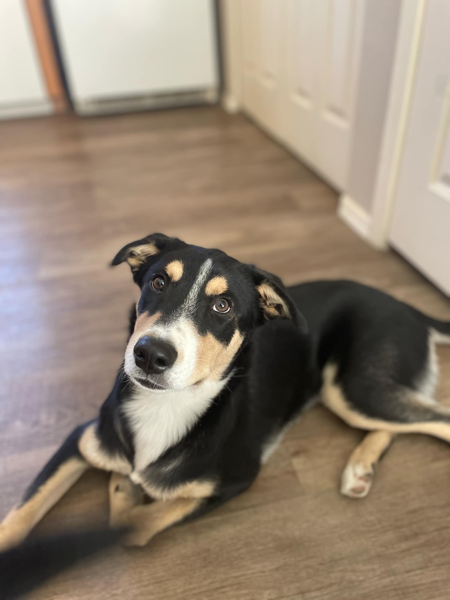 Enlarge Gavin, a Adoptable Border Collie in Tucson, AZ image 1/1
