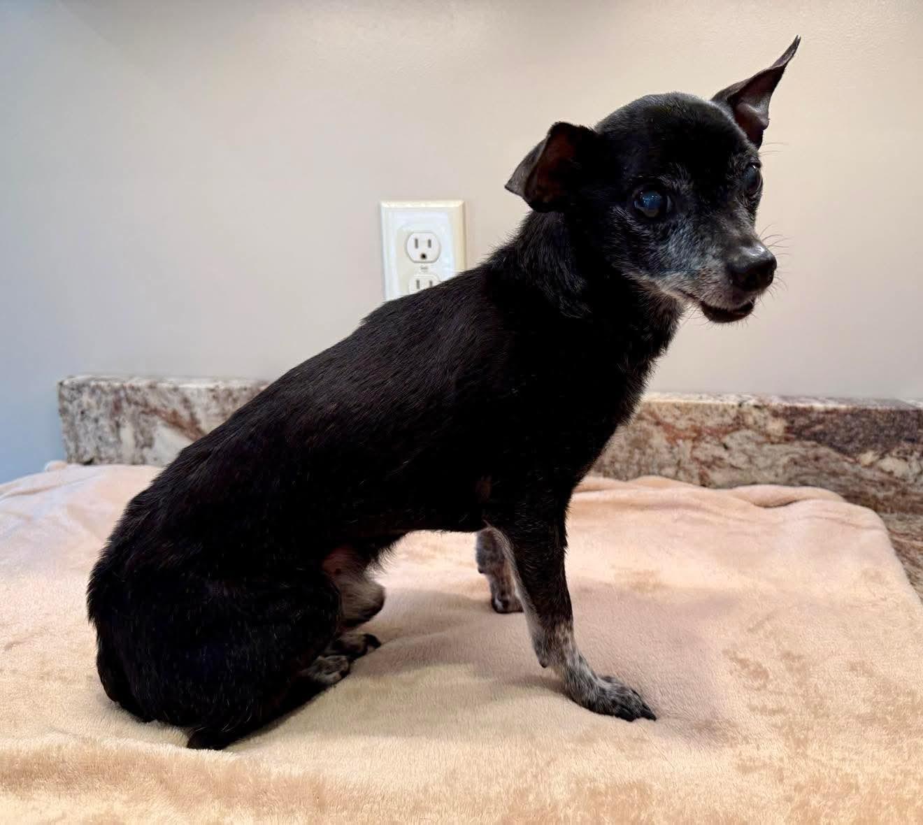 Pokeyman, an adopted mixed breed in Guntersville, AL image 3/4