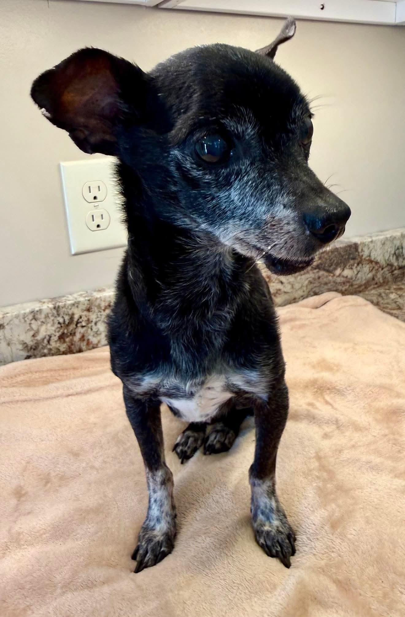 Pokeyman, an adopted mixed breed in Guntersville, AL image 2/4