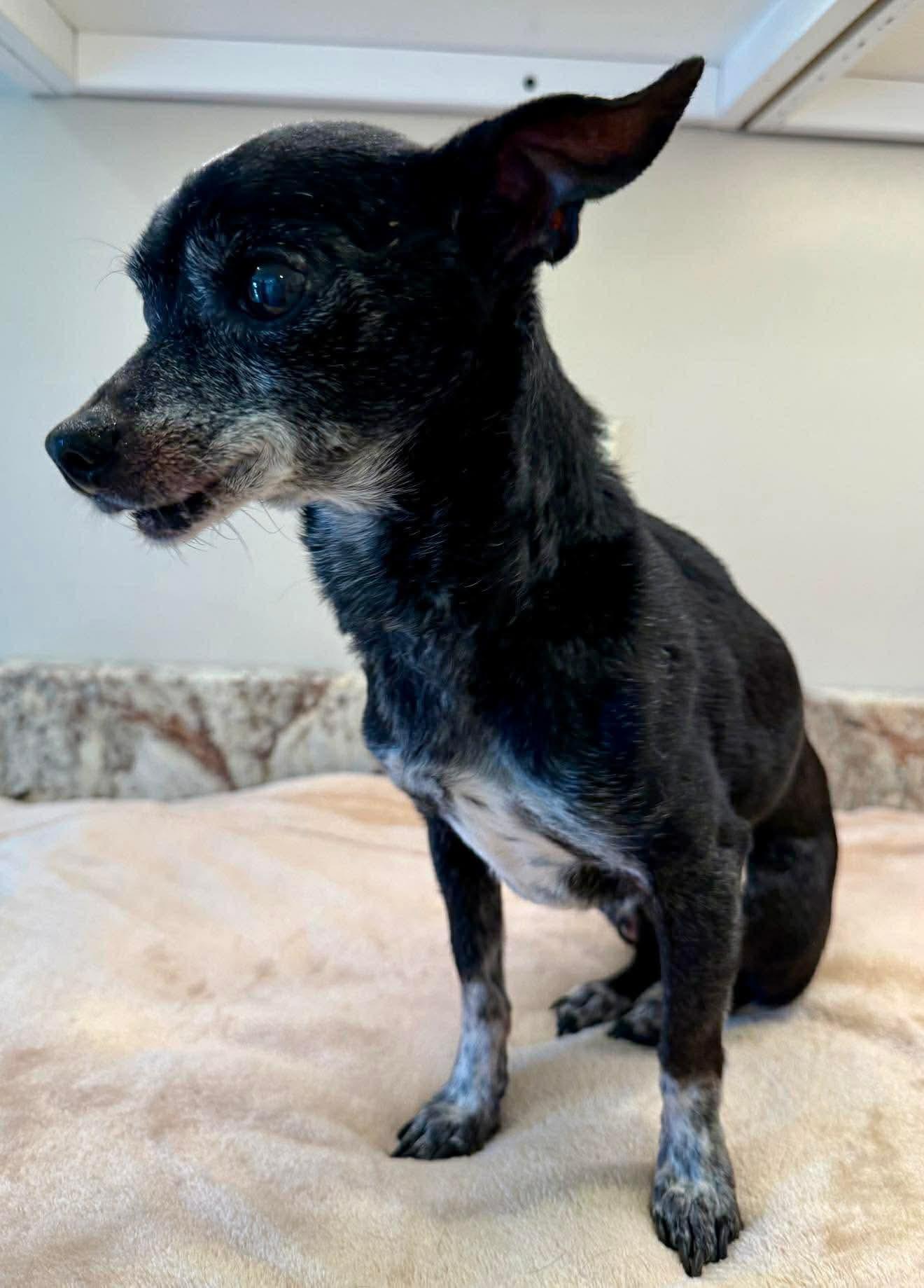 Pokeyman, an adopted mixed breed in Guntersville, AL image 4/4