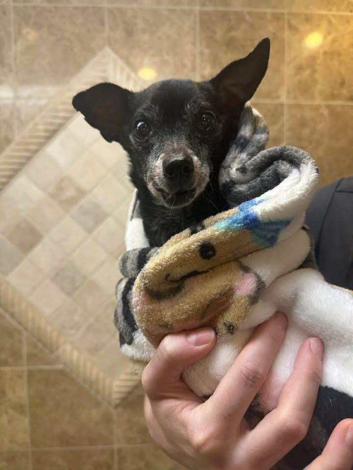 Pokeyman, adopted, Senior Male Chihuahua.