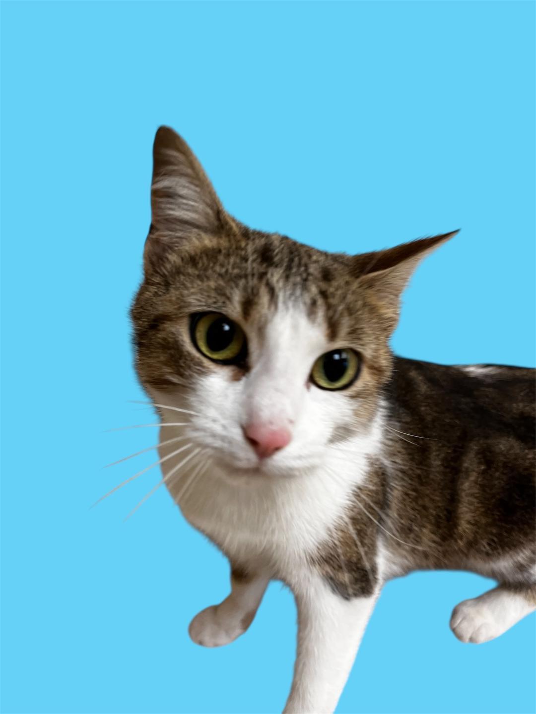 Asia, adopted, Adult Female Domestic Short Hair.