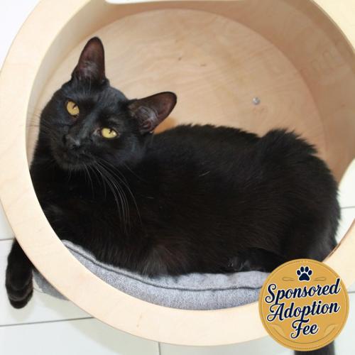 Perseus, a Adoptable Domestic Short Hair in Jupiter, FL image 1/4