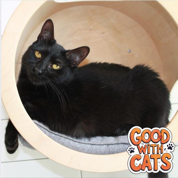 Perseus, a Adoptable Domestic Short Hair in Jupiter, FL image 2/4