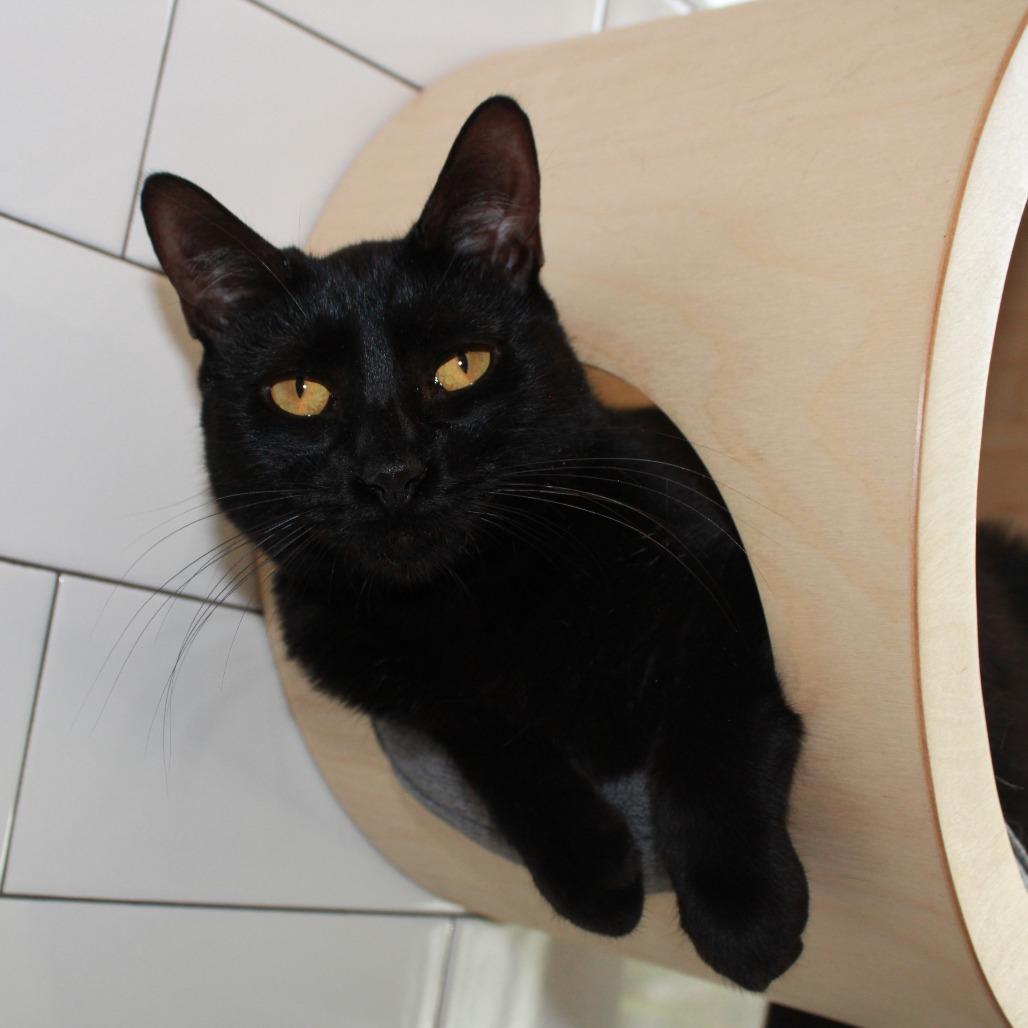 Perseus, a Adoptable Domestic Short Hair in Jupiter, FL image 3/4