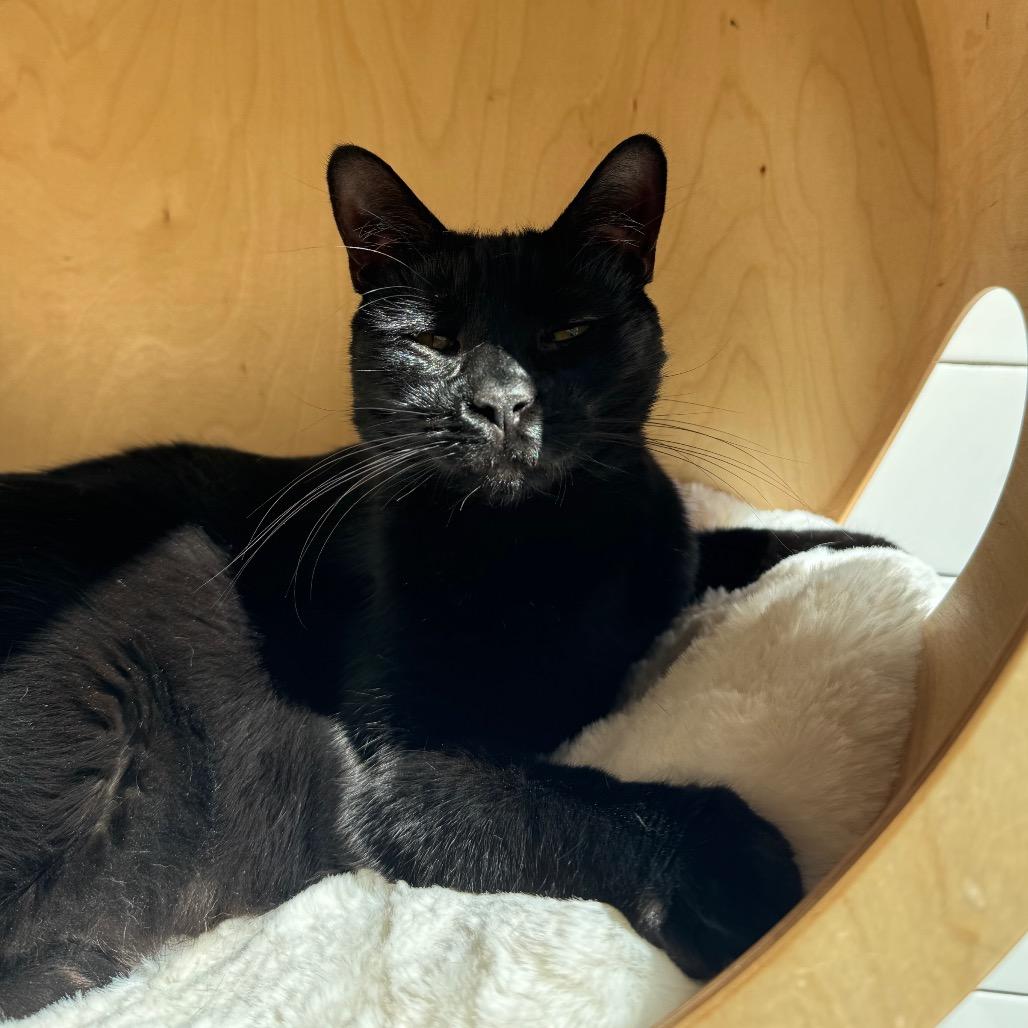 Perseus, a Adoptable Domestic Short Hair in Jupiter, FL image 4/4