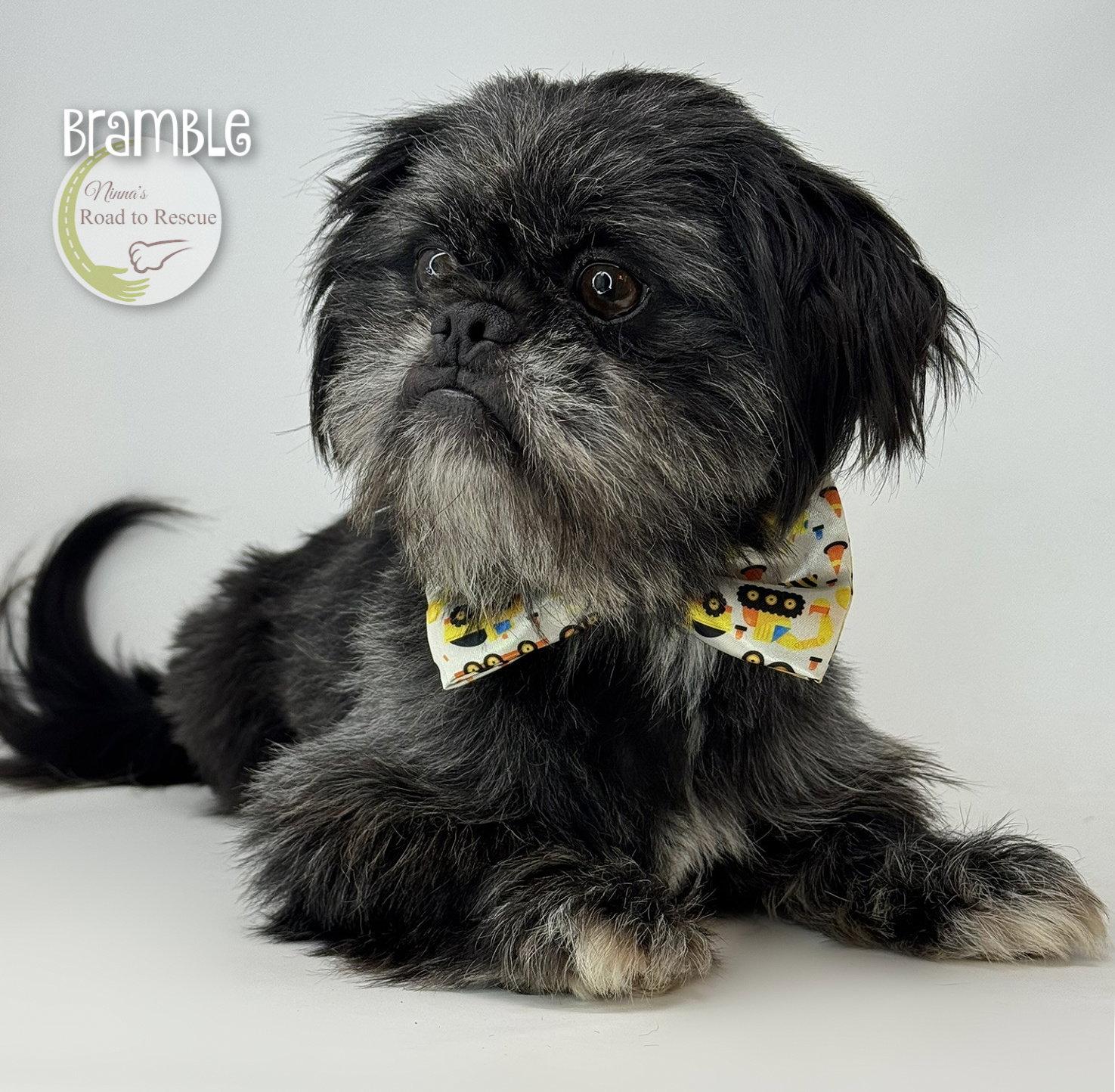 Bramble, Adoptable, Adult Male Shih Tzu & Brussels Griffon.