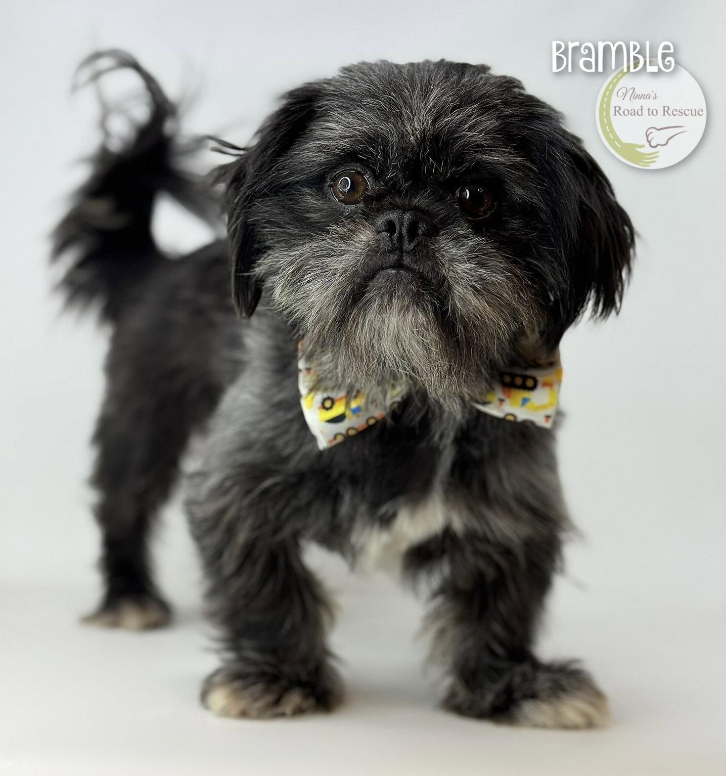 Enlarge Bramble, a Adoptable mixed breed in Benton, LA image 2/3