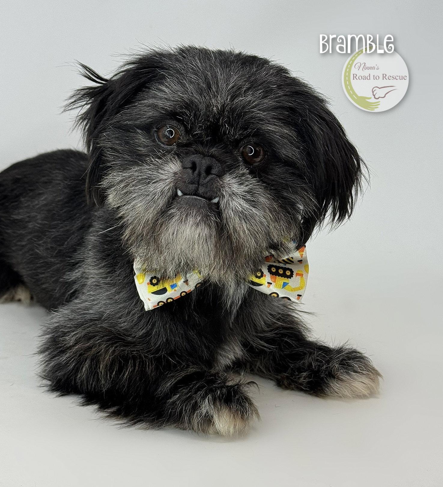 Enlarge Bramble, a Adoptable mixed breed in Benton, LA image 3/3